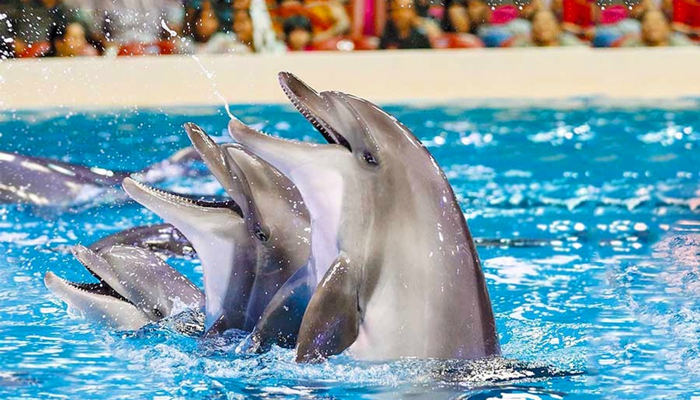 Kish-Dolphin-Park